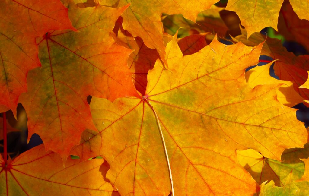 Autumn Article