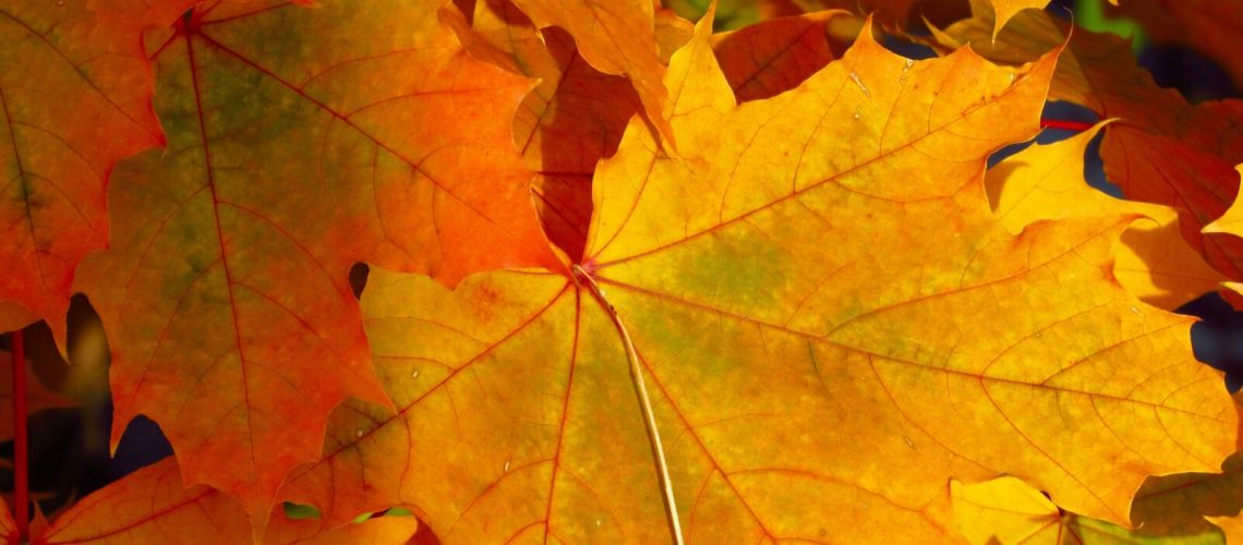 Autumn Article