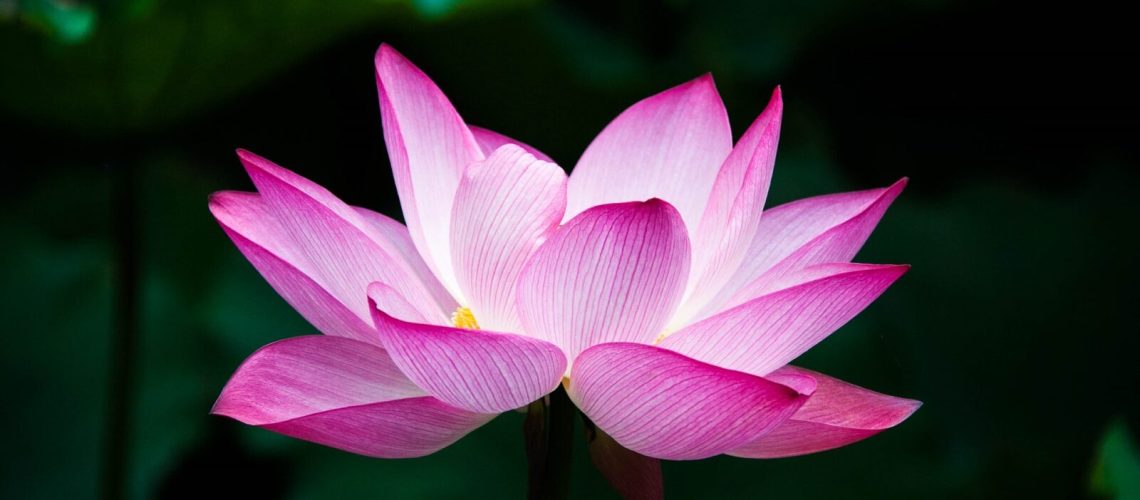 Lotus Flower